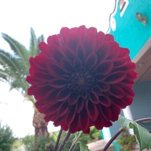 Meet your Posher, Francisca